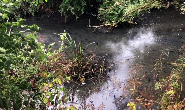 Acarlar Longozunu besleyen derelerde balık ölümlerine bölge halkından tepki
