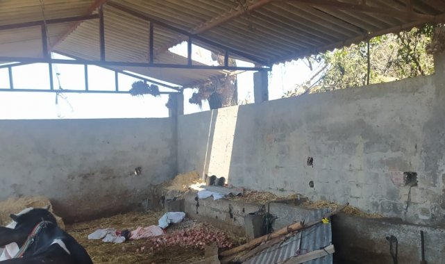 Ahırın çatısı çöktü, soğan seren 2 kadın yaralandı