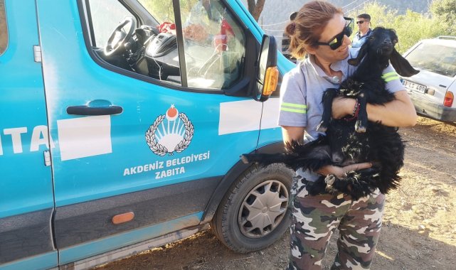 Akdeniz Belediyesi yangından etkilenen hayvanların ihtiyaçlarını karşıladı