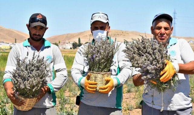 Aksaray Belediyesi lavanta bahçesinde ilk hasadı gerçekleştirdi
