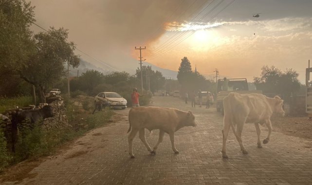 Alevler arasında kalan hayvanların çaresizliği