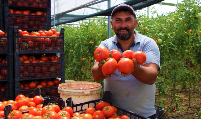 Amasya'da domates, üreticisini sevindirdi