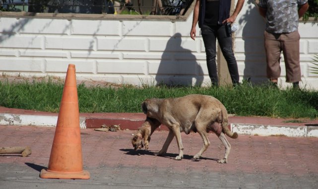 Anne köpeğin ölü yavrusunu taşıması duygulandırdı