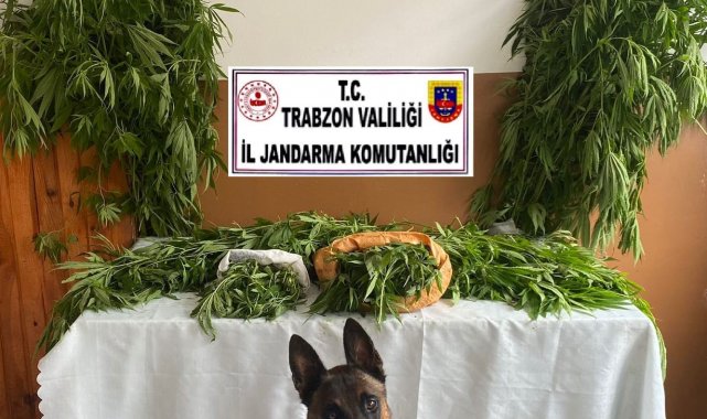 Annesinin bahçesine kenevir ektiler, ilçe merkezine getirirken yakalandılar