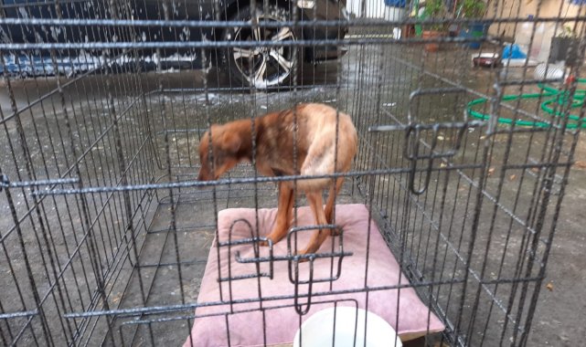 Araba çarpması sonucu vücudunda kırıklar olan tilki tedavi altında