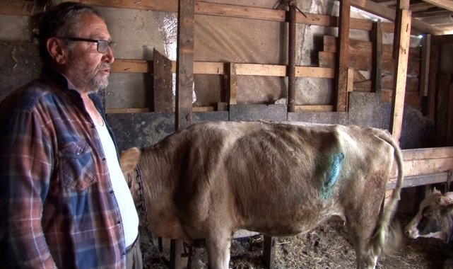 Arnavutköy&#039;de çayırlıkta otlayan hayvanlara bıçaklı saldırı: 7 hayvanı bıçaklayıp kuyruklarını kestiler