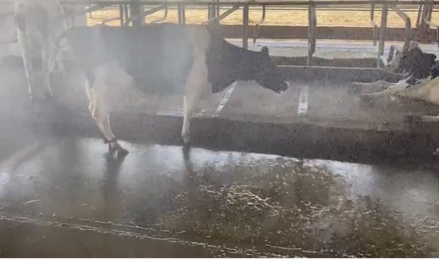 Aşırı sıcak hava hayvanları da olumsuz etkiliyor