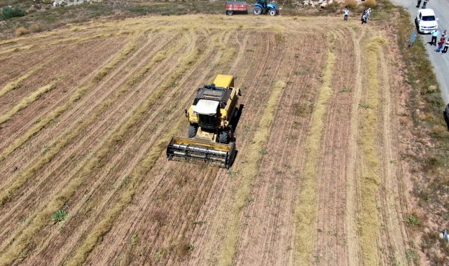 Ata tohumları hasat edildi