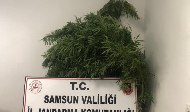 Baba-oğula Hint keneviri gözaltısı