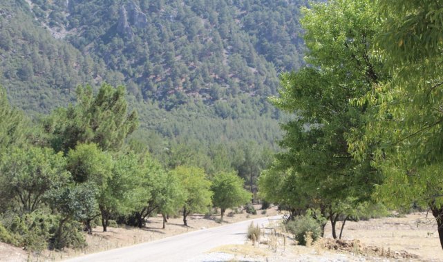 Badem ağaçlarının koruduğu ormanda 30 yıldır yangın çıkmadı