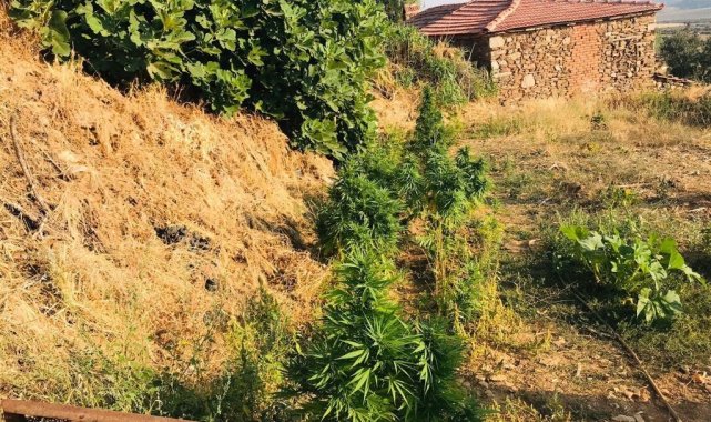 Bahçede kenevir, evde esrar ele geçirildi