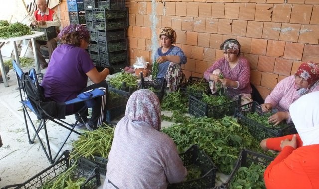 Balıkesir&#039;de şeker otu hasadına başlandı