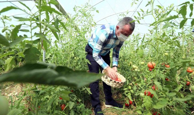 Bayraktar köyünde ilk hasadı Başkan Büyükakın yaptı