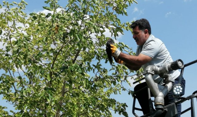 Bingöl&#039;de ayağı ağaç dalına takılı kalan karga kurtarıldı