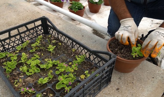 Bitkiler özel bölümlerde yetiştiriliyor