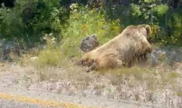 Boz ayıya araç çarptı