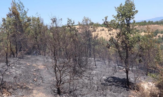 Bozdoğan&#039;daki yangın kontrol altına alındı