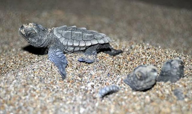 Bozyazı&#039;da caretta carettalar için sahilde ışıklar kapatıldı