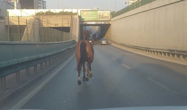 Bursa&#039;da başıboş at ana yolda trafiği altüst etti