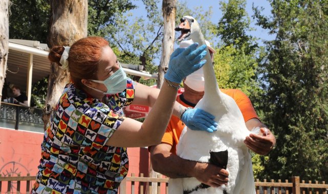 Çankaya&#039;nın simgesi kuğular sağlık kontrolünden geçirildi