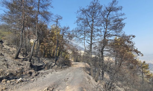 Çine&#039;de yeşil siyaha döndü