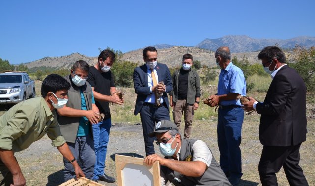 Çorum&#039;da 300 sülün doğaya salındı