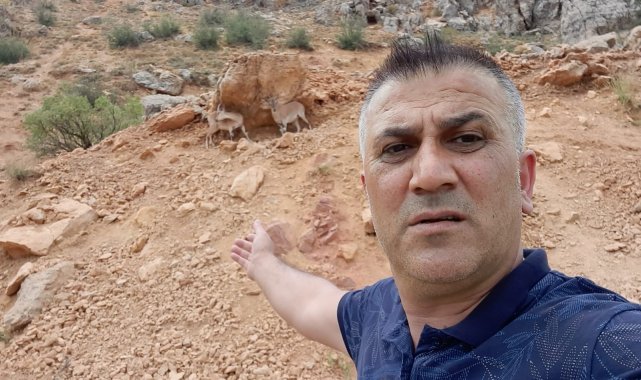 Dağ keçileri karayoluna indi, vatandaşlar cep telefonlarına sarıldı