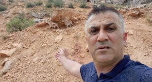 Dağ keçileri karayoluna indi, vatandaşlar cep telefonlarına sarıldı