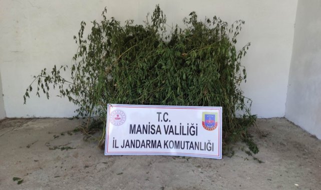 Dere yatağında 716 kök kenevir ele geçirildi