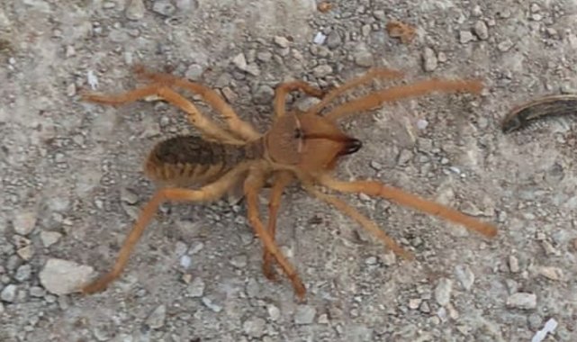 Dev örümcek paniğe neden oldu