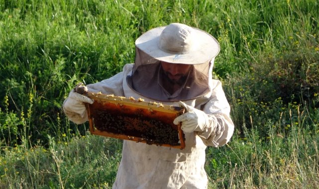 Devletin desteğiyle aracılık yapmaya başladı, 500 kilo bal elde etmeyi başardı