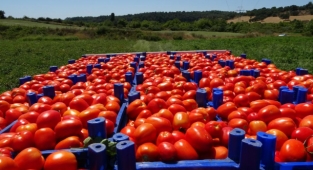 Domates zincir marketlerde 10 katına satılıyor