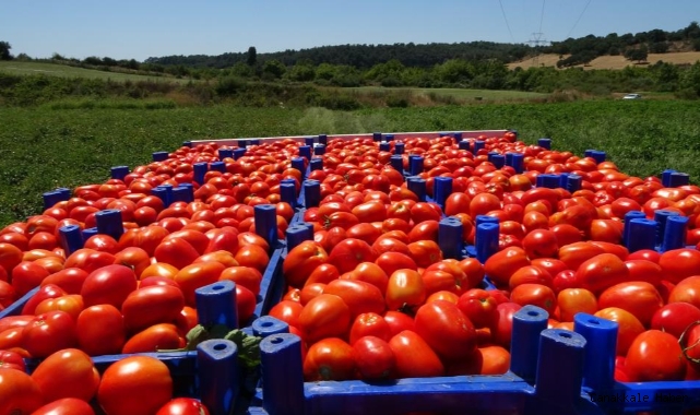 Domates zincir marketlerde 10 katına satılıyor