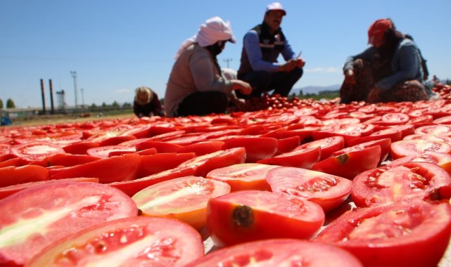 Dünya sofralarına lezzet katacak kurutmalık domatesin hasadı başladı