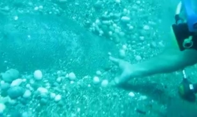 Dünyaca ünlü sahilde Nil Kaplumbağası böyle görüntülendi