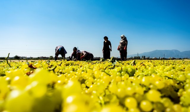 Dünyaca ünlü sultani üzüm kurutulması için serilmeye başlandı