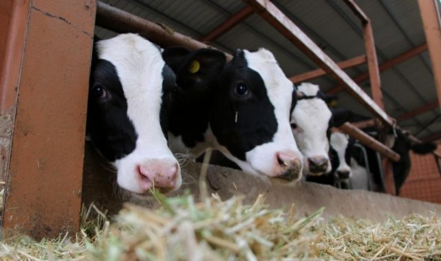 Düzce&#039;de 8 milyon 353 bin 657 hayvan bulunuyor