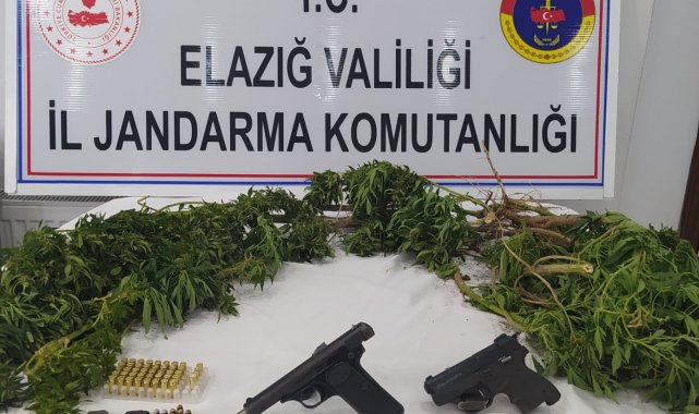 Elazığ'da kenevir eken şüpheli yakalandı