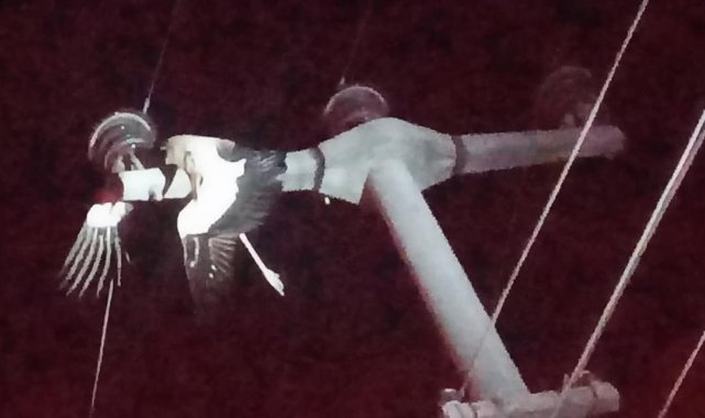 Elektrik tellerine takılan leylek yangına neden oldu