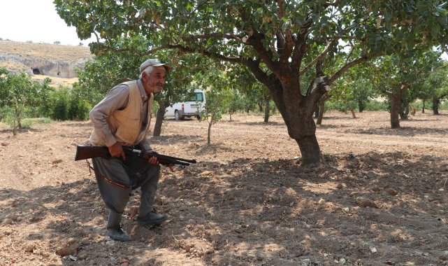 Eller tetikte fıstık nöbeti tutuyorlar