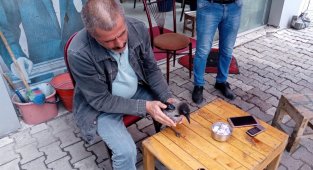 Elleriyle besledikleri karga yanlarından ayrılmıyor