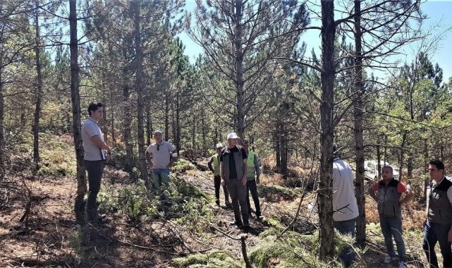 Emet ormanlarında inceleme