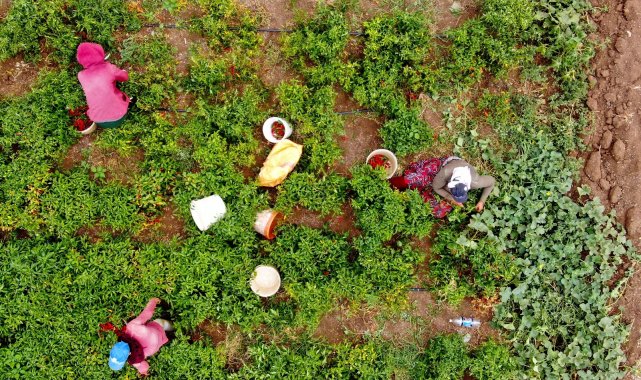 En acı &#039;hasat&#039; başladı
