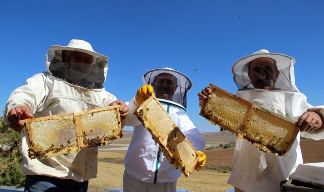 En tatlı hasat başladı, üreticiler kuraklıktan dertli