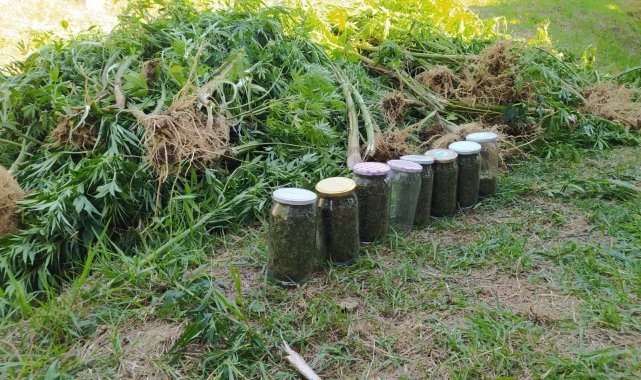 Fındık bahçesi zehir bahçesine çevirdiler