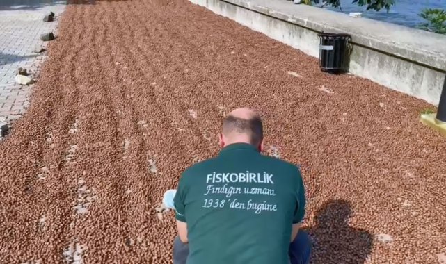 FİSKOBİRLİK&#039;te randımana göre fındık alım fiyatı yükseliyor