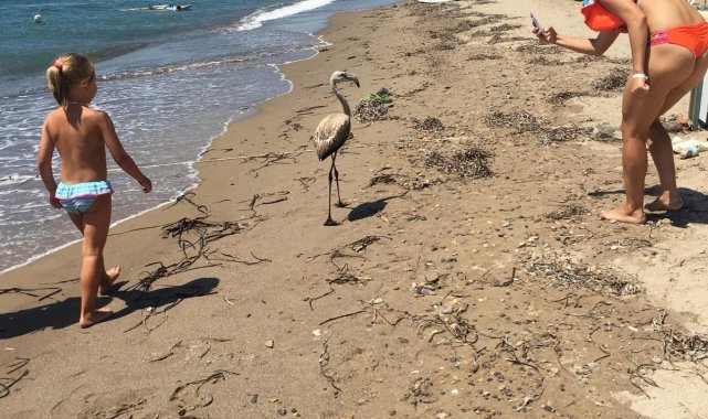 Flamingo&#039;yu sahilde görenler şok oldu
