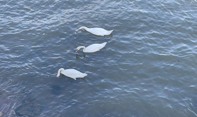 Göçmen kuğular Fatsa&#039;da