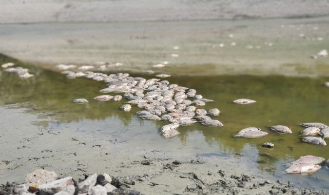 Göletteki sular çekildi, yüzlerce balık telef oldu