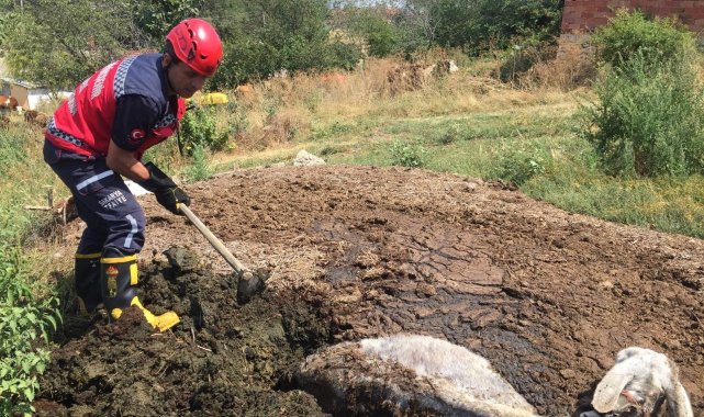 Gübre yığının içine batan eşek, itfaiye ekiplerince kurtarıldı